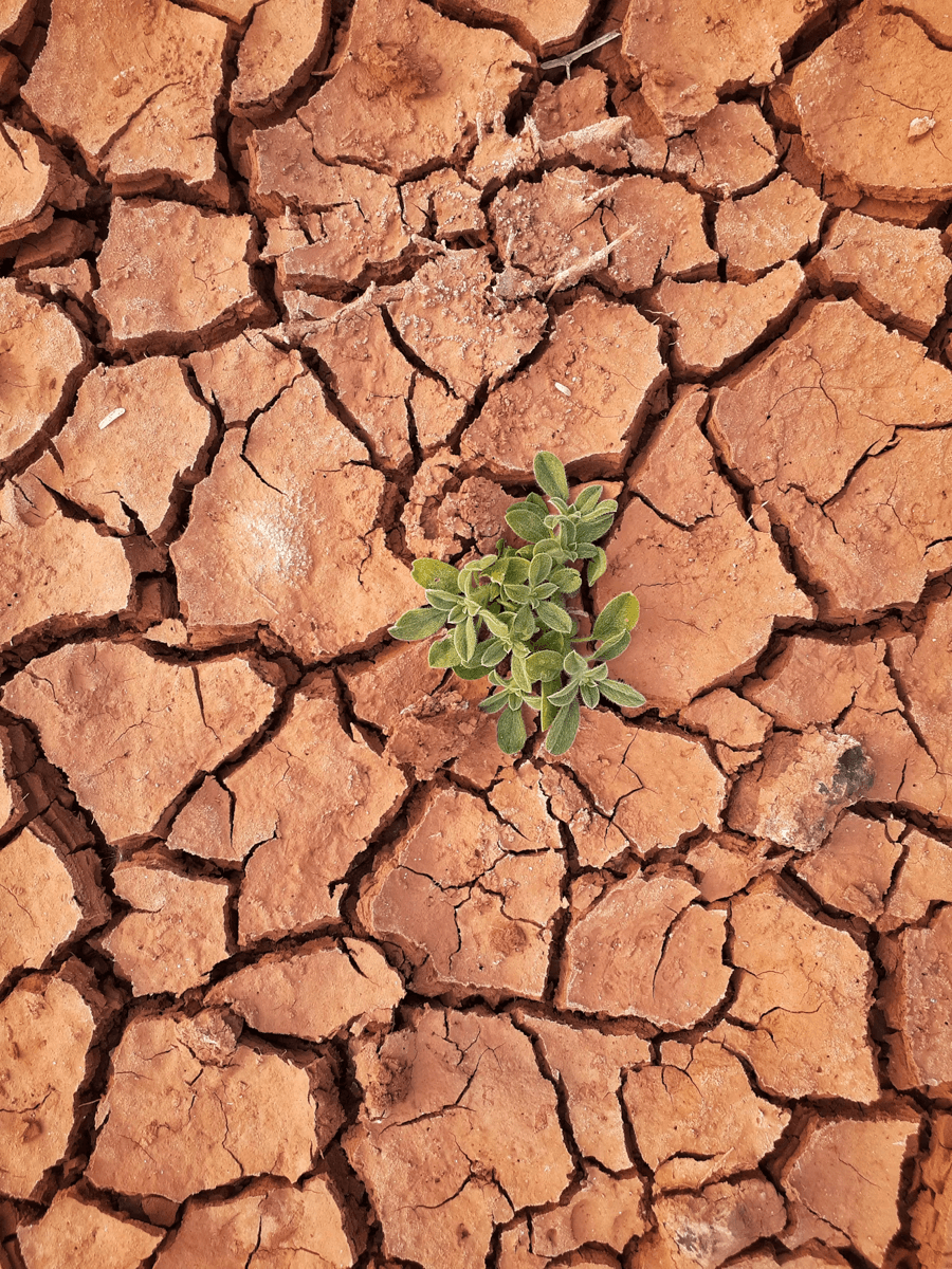 Drought-cracked earth